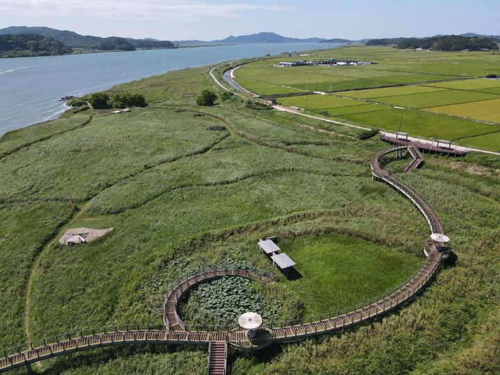 충남 서천군 한산면 '신성리 갈대밭' *재판매 및 DB 금지