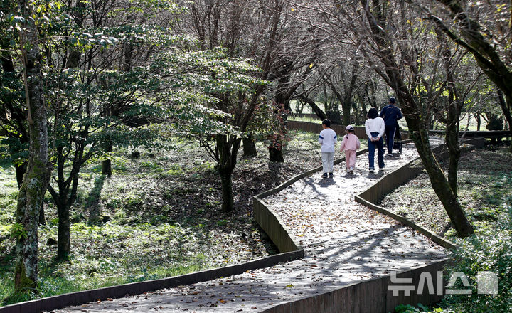 [제주=뉴시스] 우장호 기자 = 도시 숲의 중요성을 알리기 위한 제1회 나무포럼 이틀째인 12일 제주시 한라생태숲 원형광장 일원에서 식물치유 프로그램, 요가 프로그램과 명상, 제주의 주요 가로수 특징을 맞추는 보드게임 등 체험 행사가 열리고 있다. 올해 처음 열린 나무포럼은 제주도가 주최하고 제주국제컨벤션센터가 주관하며, 서부지방산림청이 후원하며, '도시와 숲, 그리고 사람'을 대주제로 총 3개 세션으로 진행됐다. 2024.10.12. woo1223@newsis.com