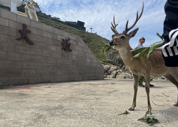 중국에 판다 있으면 대만은 꽃사슴 있다? 해기회, 中 동물원에 한 쌍 기... - 뉴스 썸네일 이미지