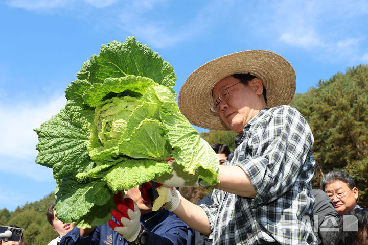 [평창=뉴시스] 권창회 기자 = 이재명 더불어민주당 대표가 17일 오후 강원 평창군 한 배추농가를 방문해 배추를 수확, 살펴보고 있다. 2024.10.17. kch0523@newsis.com