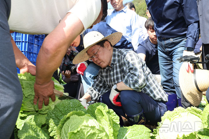 [평창=뉴시스] 권창회 기자 = 이재명 더불어민주당 대표가 17일 오후 강원 평창군 한 배추농가를 방문해 배추 따는법을 배우고 있다. 2024.10.17. kch0523@newsis.com