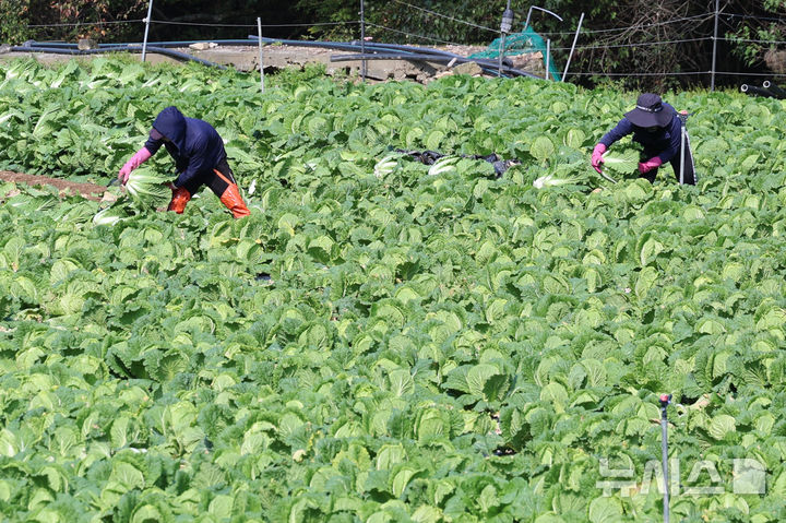 [평창=뉴시스] 권창회 기자 = 17일 오후 강원 평창군 방림면 일대 배추농가에서 농민들이 배추 출하작업을 하고 있다. 가격조사기관 한국물가협회는 배추 수급 동향과 지난 20년간의 생활물가 조사 자료를 분석한 결과 11월 배추 소매가격이 포기당 평균 5300원 수준이 될 것으로 보인다고 밝혔다.2024.10.17. kch0523@newsis.com