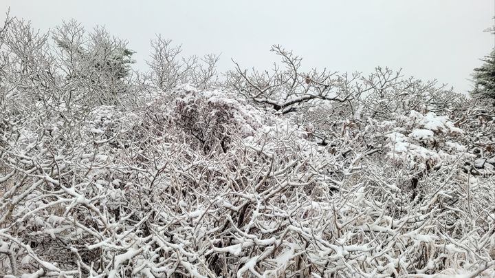 [속초=뉴시스] 이덕화 기자 = 지난 19일 오후 7시30분부터 내린 눈이 20일 설악산 중청대피소 기준 영하 2.6도까지 내려가면서 악 1㎝ 가량 쌓여 있다. 설악산에 내린 올 가을 첫 눈은 지난해 대비 약 2일 빠르고 2022년 대비 9일 늦었다. (사진=설악산국립공원사무소 제공) 2024.10.20. photo@newsis.com *재판매 및 DB 금지