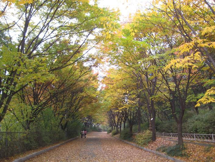 [서울=뉴시스] 안산 산책로. 2024.10.23. (사진=서울시 제공) *재판매 및 DB 금지