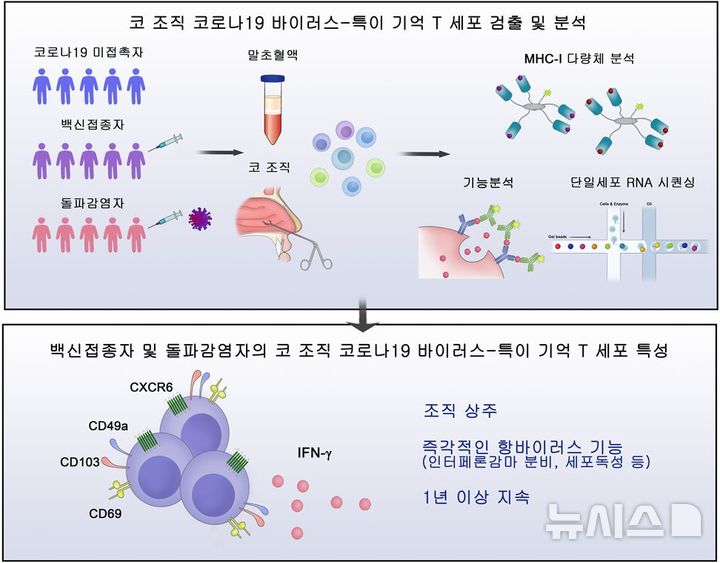 [서울=뉴시스]코로나19 백신을 접종하면 코 조직에 코로나19에 걸렸다 회복하면 생성되는 '기억 T세포'가 생성된다는 연구 결과가 나왔다. 기억 T 세포는 코로나19 바이러스가 인체에 침입하면 반응해 코로나19가 중증으로 발전하는 위험을 막는다. (이미지= 세브란스병원 제공) 2024.10.24. photo@newsis.com. 