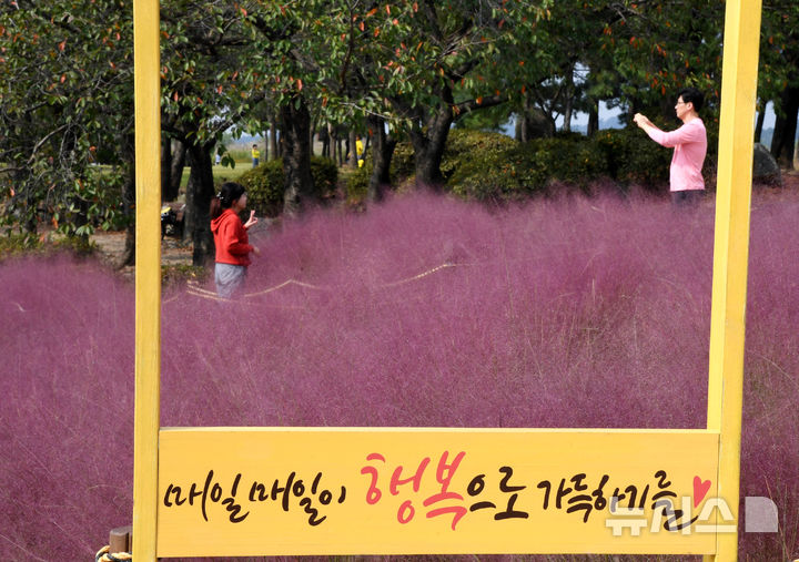 [시흥=뉴시스] 갯골생태공원의 핑크뮬리밭을 찾은 상추객들이 추억을 남기기 위한 사진을 촬영하고 있다. (사진=시흥시 제공). 2024.10.26.photo@newsis.com 