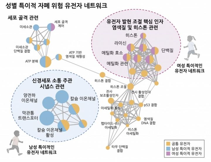 [서울=뉴시스] 성별 특이적인 자폐 연관 유전자 네트워크의 모식도 (사진=한국연구재단) *재판매 및 DB 금지