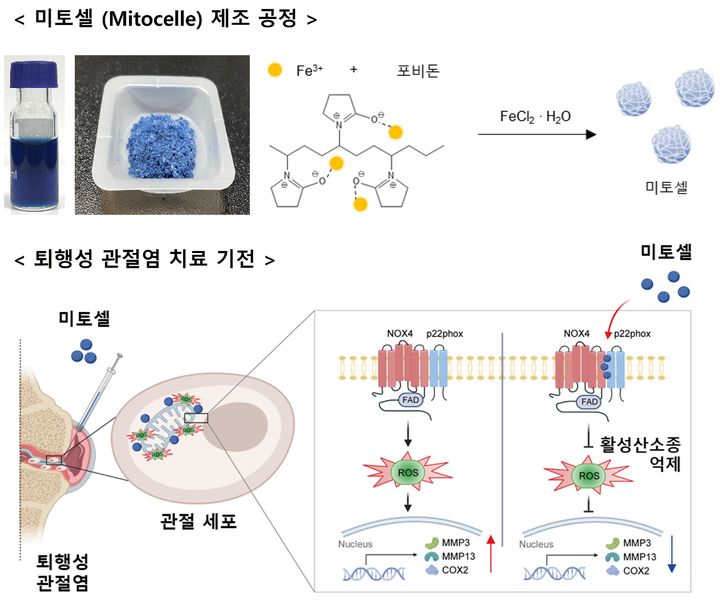 [진주=뉴시스]미토셀 제조공정과 퇴행성 관절염 치료기전. *재판매 및 DB 금지