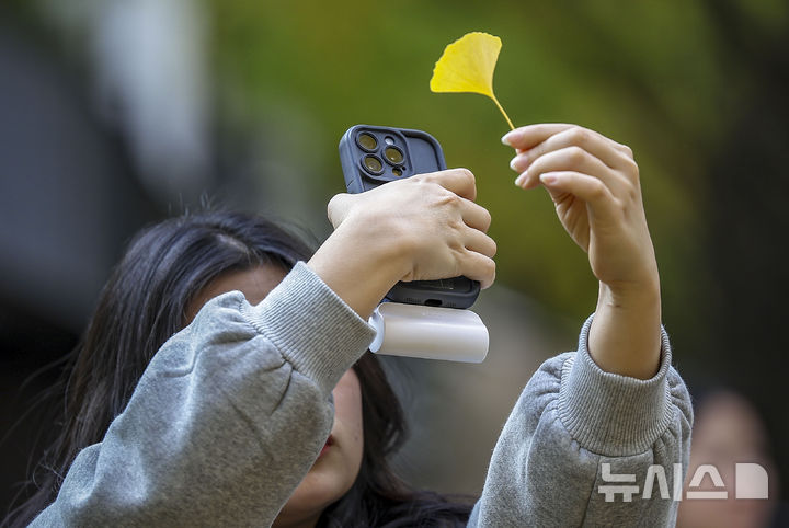 [서울=뉴시스] 정병혁 기자 = 완연한 가을 날씨를 보인 3일 서울 중구 덕수궁 돌담길을 찾은 한 시민이 휴대폰으로 은행잎 사진을 찍고 있다. 2024.11.03. jhope@newsis.com