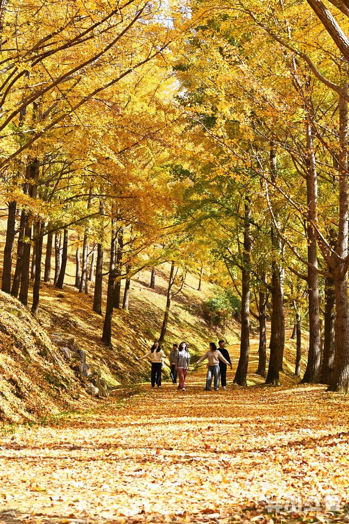 [용인=뉴시스] 김종택기자 = 에버랜드가 경기도 용인시 신원리 일대에 약 15만㎡(약 4만 5000평) 규모로 조성한 '비밀의 은행나무 숲'이 지난 5일 깊어가는 가을속에 황금빛으로 물들어 있다.'비밀의 은행나무 숲'은 1970년대부터 산림녹화를 위해 은행나무 약 3만 그루를 식재한 이후 50년 동안 외부에 거의 공개되지 않고 자연 그대로 보전해온 국내 최대 규모의 은행나무 군락지다. 2024.11.06. jtk@newsis.com