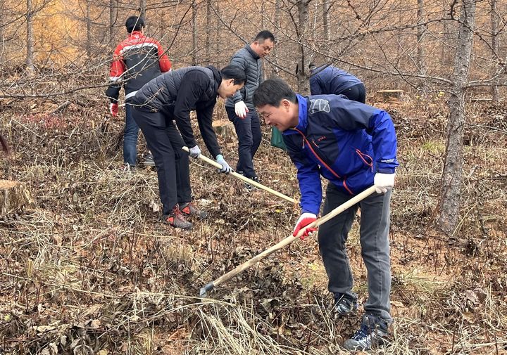 [정선=뉴시스] 가리왕산 숲가꾸기. (사진=강원랜드 제공) 2024.11.14. photo@newsis.com *재판매 및 DB 금지