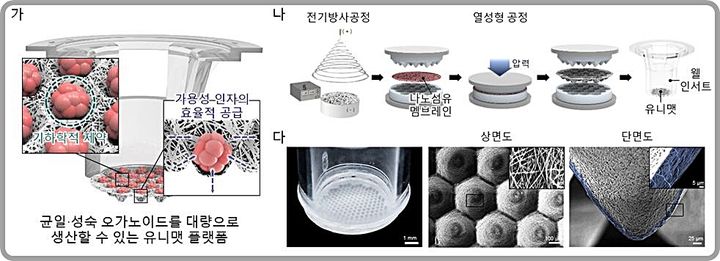 [대전=뉴시스] 균일함과 동시에 성숙한 오가노이드를 대량으로 생산할 수 있는 유니맷 플랫폼의 모식도(가)와 유니맷 제작 과정(나), 제작된 유니맷 플랫폼.(사진=포항공과대학교 김동성 교수 제공) *재판매 및 DB 금지