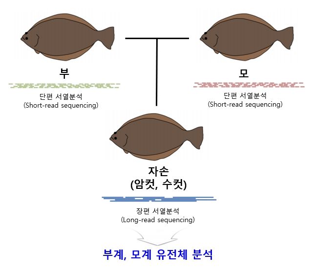 [부산=뉴시스] 넙치 유전체 서열 분석 모식도 (그림=국립수산과학원 제공) 2024.11.20. photo@newsis.com *재판매 및 DB 금지