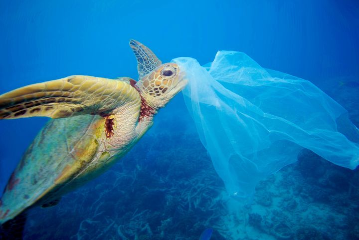 [서울=뉴시스] 비닐을 먹이로 착각한 바다거북. (사진=세계자연기금 제공) 저작권: © WWF(세계자연기금) 2024.11.22. photo@newsis.com *재판매 및 DB 금지