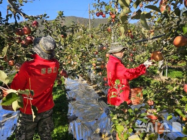 [포항=뉴시스] 송종욱 기자 = 이상 기후로 포항 지역 과수 농가의 사과 수확이 늦어지자 18~22일 5일간 해병대 제1사단 장병 822명이 253개 과수원에서 사과 따기 일손을 도왔다. 사진은 과수원에서 사과를 따는 장병들의 모습. (사진=포항시 제공) 2024.11.25. photo@newsis.com