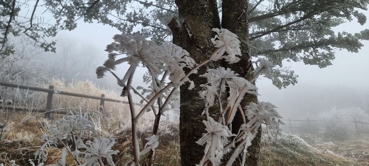 [무주=뉴시스] 무주 덕유산 향적봉에서 발견된 상고대(사진=국립공원공단 덕유산국립공원사무소 제공)2024.11.26. *재판매 및 DB 금지