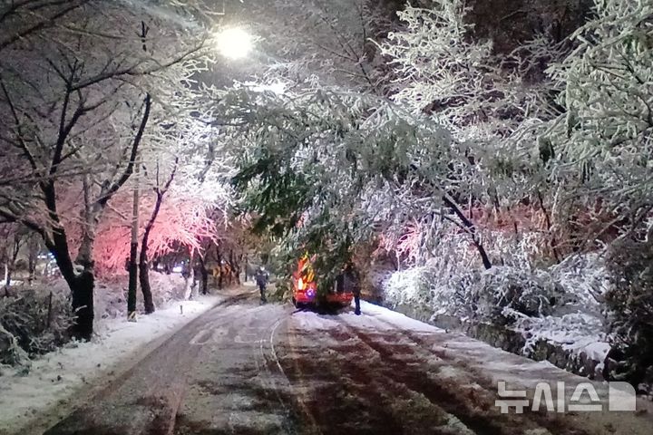 [인천=뉴시스] 27일 오전 인천 서구 심곡동에서 눈의 무게를 견디지 못한 가로수가 도로 위로 쓰러져 소방당국이 안전조치하고 있다. (사진=인천소방본부 제공) 2024.11.27. photo@newsis.com