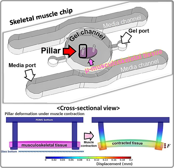 [대전=뉴시스] 근육 조직 최적화를 위한 미세유체칩 모식도 및 전기자극에 대한 근육 수축반응 시뮬레이션.(사진=KAIST 제공) *재판매 및 DB 금지