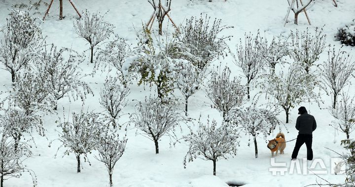 [서울=뉴시스] 고범준 기자 = 수도권 등 곳곳에 '대설경보'가 지속하며 강한 눈이 이어지고 있는 28일 오전 서울 영등포구 당산역 인근에서 시민들이 산책을 하고 있다.  한편 지난 27일 서울은 117년 만에 11월 중 가장 많은 눈이 내렸다. 2024.11.28. bjko@newsis.com