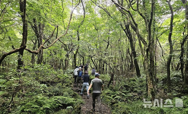 [제주=뉴시스] 제주시 조천읍 교래곶자왈 탐방로. (사진=뉴시스DB) photo@newsis.com