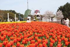 봄 절정 물들인다…마검포 이전한 '태안튤립꽃박람회' 볼거리 총집결