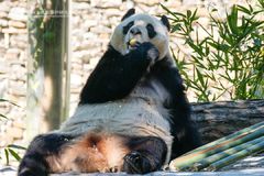 "판다는 외교 수단 아니다"…동물단체, 李 판다 외교에 제동