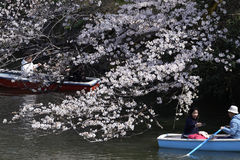 "멀리 안 가고 혼자 즐긴다"…달라진 日벚꽃놀이 풍경, 왜? 