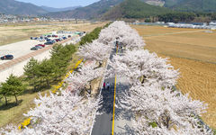 "정선 북평 벚꽃 축제서 여성 창업자 부스 열어요"