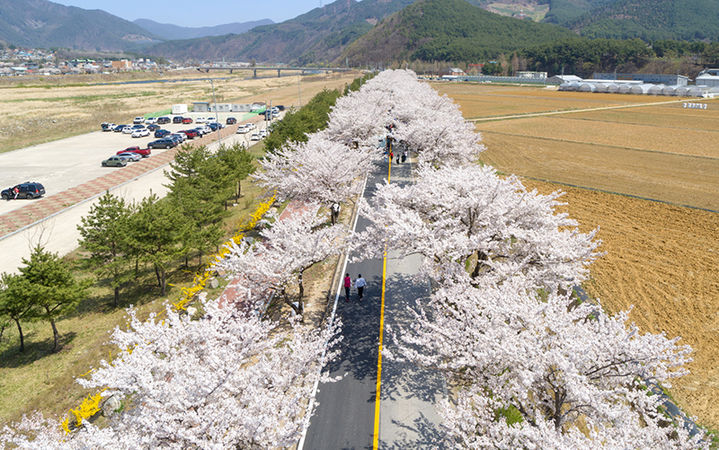 "정선 북평 벚꽃 축제서 여성 창업자 부스 열어요"