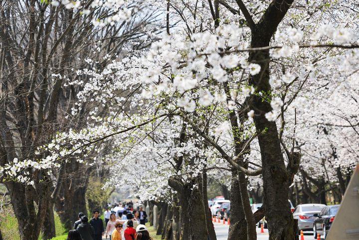 [서울=뉴시스] 11일 경기 용인시 에버랜드 인근의 호암미술관 희원 옆 가시벚꽃길을 찾은 시민들이 활짝 핀 벚꽃을 보며 봄기운을 만끽하고 있다. (사진=에버랜드 제공) 2025.04.11. photo@newsis.com *재판매 및 DB 금지