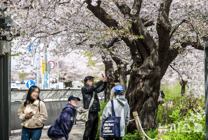 [서울=뉴시스] 정병혁 기자 = 13일 서울 영동포구 여의서로를 찾은 여행객들이 벚꽃을 바라보며 즐거운 시간을 보내고 있다. 2025.04.13. jhope@newsis.com