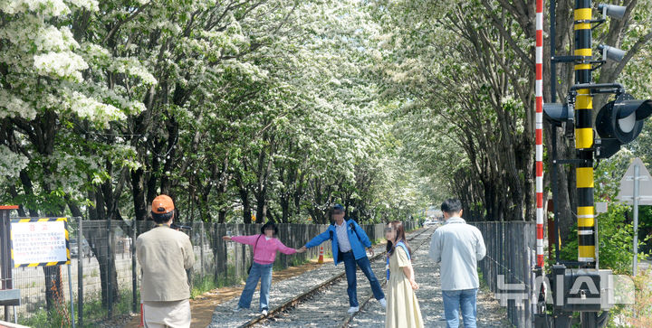 [전주=뉴시스] 김얼 기자 = 전북 전주시 팔복예술공장 옆 철길에 이팝나무가 만개해 있다. 2025.05.08. pmkeul@newsis.com