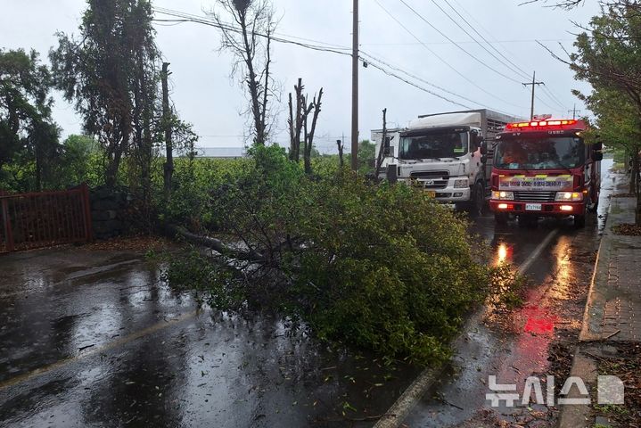 [제주=뉴시스] 강풍특보와 호우특보가 동시에 발효된 9일 오전 제주 서귀포시 대정읍 한 도로에서 강풍에 나무가 쓰러져 소방당국이 안전조치에 나서고 있다. (사진=제주소방안전본부 제공) 2025.05.09. photo@newsis.com