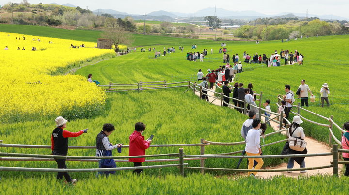 [고창=뉴시스] 축제 23일간 관광객들이 붐볐던 고창 청보리밭 풍경. *재판매 및 DB 금지