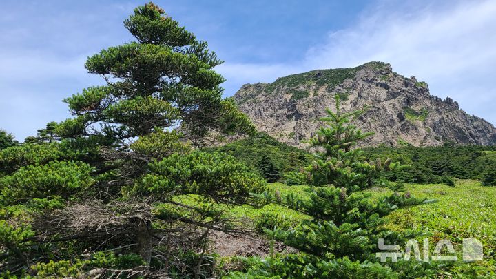 [제주=뉴시스] 임재영 기자 = 한라산에 자생하는 구상나무. (사진=뉴시스 DB) ijy788@newsis.com
