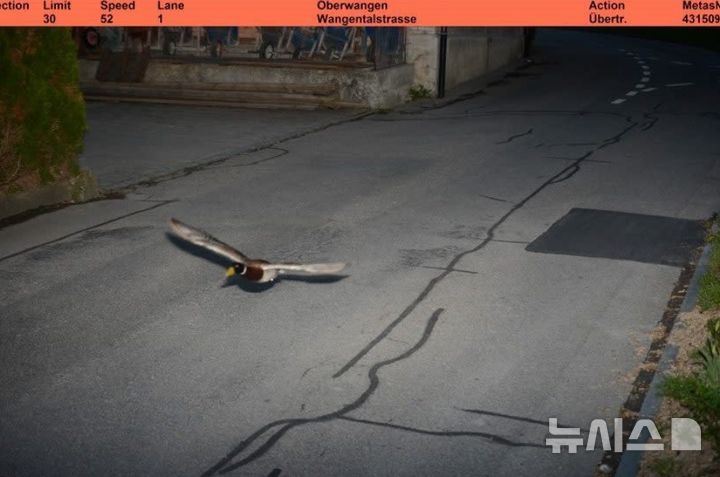 [서울=뉴시스] 스위스 쾨니츠에서 7년 전 과속 단속 카메라에 찍힌 오리가 같은 장소에서 같은 속도로 다시 포착되는 놀라운 일이 벌어졌다. (사진=Gemeinde Koniz/페이스북)