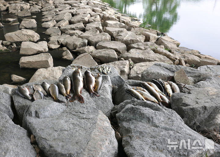 [오산=뉴시스] 오산천 금오대교 인근 인공보에서 폐사한채 발견된 물고기 (사진=오산시 제공)2025.05,15.photo@newsis.com 
