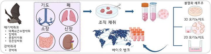 박쥐 유사 장기로 미래 팬데믹 막는다