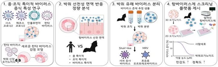 박쥐 유사 장기로 미래 팬데믹 막는다