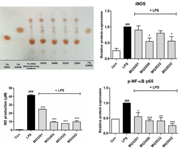 [서울=뉴시스] 가바(GABA) 생성량과 염증 관련 지표(iNOS, NO, NF-κB) 감소 효과를 보여주는 실험 결과 (사진=메디오젠 제공) 2025.05.17. photo@newsis.com *재판매 및 DB 금지