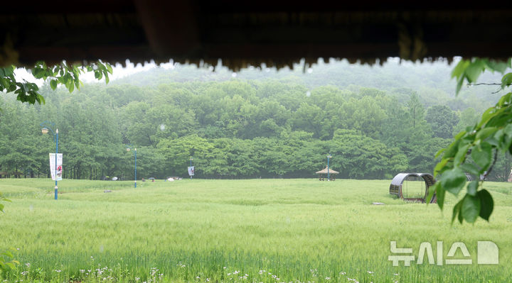 [인천=뉴시스] 전진환 기자 = 봄비가 내리는 16일 오전 인천 남동구 인천대공원 어울정원 청보리밭에서 시민들이 산책을 하고 있다. 2025.05.16. amin2@newsis.com