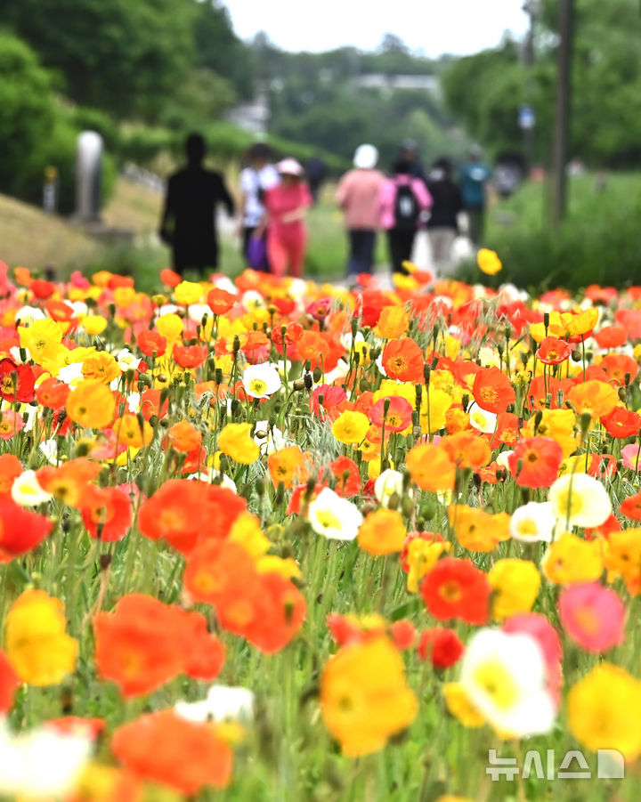 [오산=뉴시스] 김종택 기자 = 초여름 날씨를 보인 20일 경기 오산시 오산천을 찾은 시민들이 알록달록하게 물든 양귀비꽃을 바라보며 산책하고 있다. 2025.05.20. jtk@newsis.com