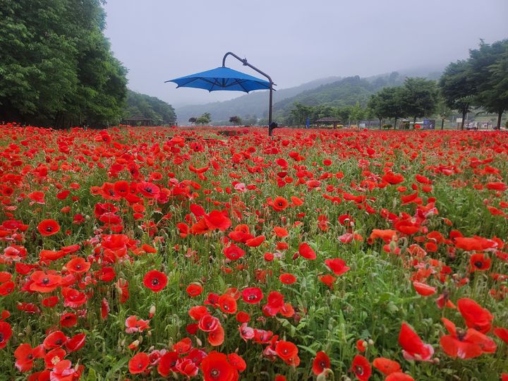 [함양=뉴시스] 서희원 기자= 21일 천년의 숲 함양 상림공원 인근경관단지에 조경용 양귀비가 활짝 피어있다.  2025. 5. 21. shw1881@newsis.com *재판매 및 DB 금지