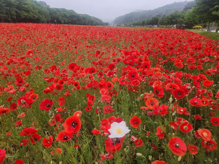 [함양=뉴시스] 서희원 기자= 21일 천년의 숲 함양 상림공원 인근경관단지에 조경용 양귀비가 활짝 피어있다.  2025. 5. 21. shw1881@newsis.com *재판매 및 DB 금지