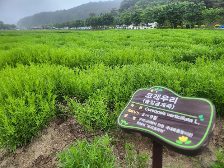 [함양=뉴시스] 서희원 기자= 21일 천년의 숲 함양 상림공원 인근 경관단지에 코레우리가 자라고 있다.  2025. 5. 21. shw1881@newsis.com *재판매 및 DB 금지