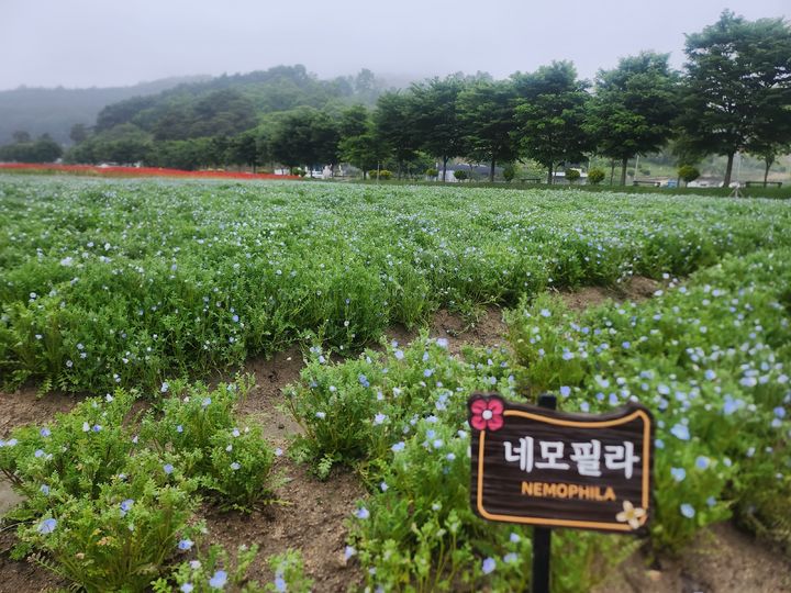 [함양=뉴시스] 서희원 기자= 21일 천년의 숲 함양 상림공원 인근 경관단지에 네모필라가 자라고 있다.  2025. 5. 21. shw1881@newsis.com *재판매 및 DB 금지