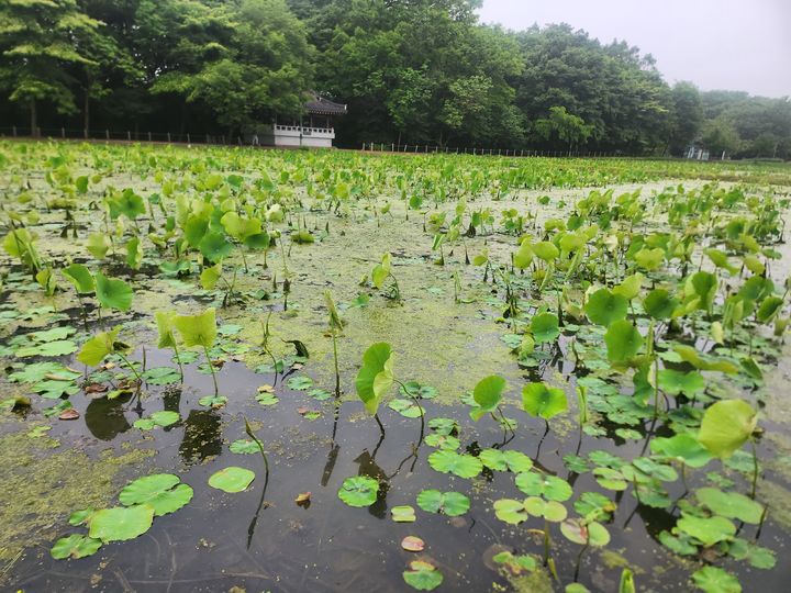 [함양=뉴시스] 서희원 기자= 21일 천년의 숲 함양 상림공원 인근 경관단지에 연이 자라고 있다.  2025. 5. 21. shw1881@newsis.com *재판매 및 DB 금지