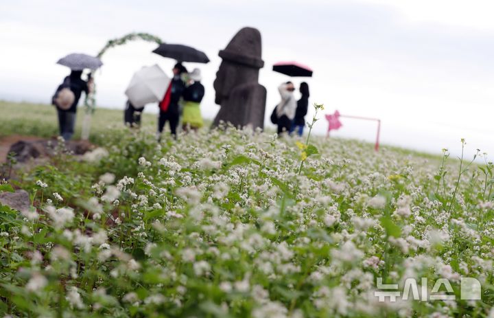 [제주=뉴시스] 우장호 기자 = 비가 내리기 시작한 21일 오전 제주시 오라이동 메밀꽃밭을 찾은 관람객들이 하얗게 피어난 꽃을 감상하며 즐거운 시간을 보내고 있다. 2025.05.21. woo1223@newsis.com