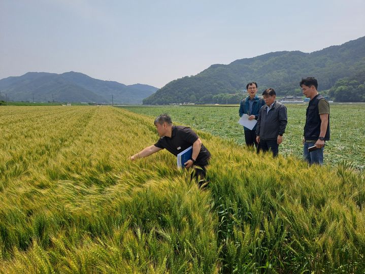 농진청, 국산 밀 산업 밸리화 단지 조성 박차…