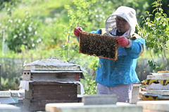 "수출 가능"…한국 벌꿀, 사우디 수입허용 목록 첫 등재
